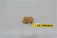 藏品(拉馬克近扇蟹)的圖片